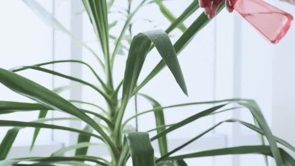 Woman Greenhouse Takes Care Plants Her Workplace Big Window — Stock Video