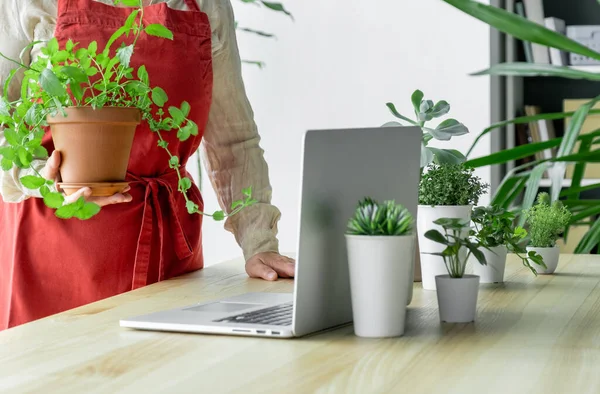 Las Manos Femeninas Sosteniendo Planta Interior Invernadero Wapkplace Antes Computadora — Foto de Stock