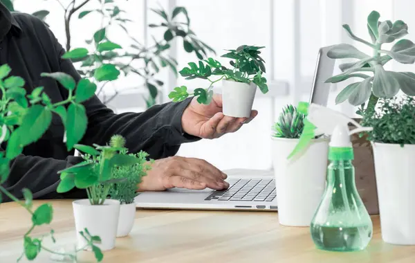 Mãos Segurando Planta Sala Sua Estufa Wapkplace Antes Laptop Skreen — Fotografia de Stock