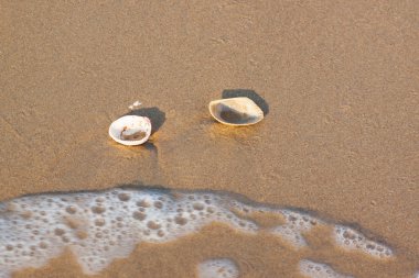 Shell on beach and have wave form sea clipart