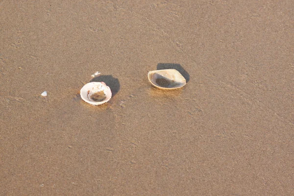 Shell na pláži a mají vlny podobě moře — Stock fotografie