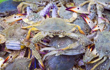 Deniz ürünleri ham Gereç restoranda Tayland güneyinde için yengeç