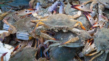 Deniz ürünleri ham Gereç restoranda Tayland güneyinde için yengeç