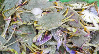 Restoran deniz ürünleri malzeme Yengeç