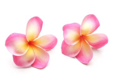 İki pembe tesisat çiçeği beyaz bir arkaplanda izole edilir..