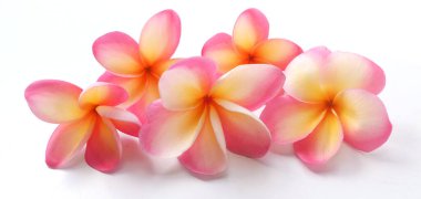  Pembe Frangipani ya da plumeria buketi, Ağaç spa çiçekleri, beyaz bir arka planda parlak renkli çiçek açarlar.