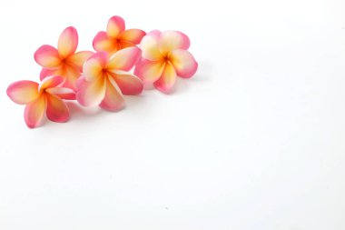  Pembe Frangipani ya da plumeria buketi, Ağaç spa çiçekleri, beyaz bir arka planda parlak renkli çiçek açarlar.