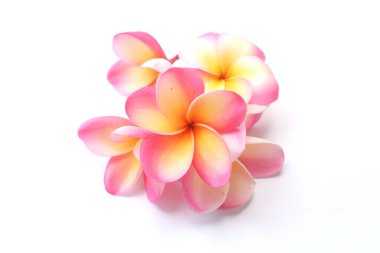  Pembe Frangipani ya da plumeria buketi, Ağaç spa çiçekleri, beyaz bir arka planda parlak renkli çiçek açarlar.