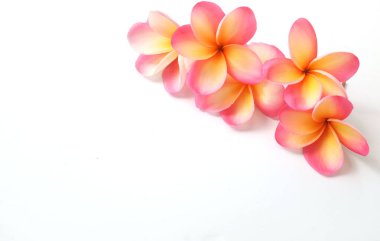 fotokopi alanı ve düz bir buket pembe Frangipani ya da plumeria, Ağaç spa çiçekleri beyaz bir arkaplan üzerinde parlak renkli çiçek açarlar