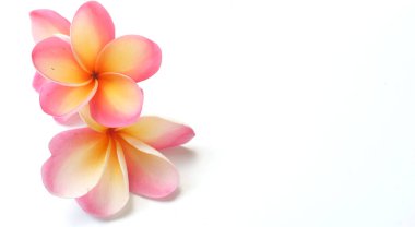 fotokopi alanı Pembe Frangipani ya da Plumeria buketi, Ağaç spa çiçekleri, beyaz bir arkaplanda parlak renkli çiçekler.