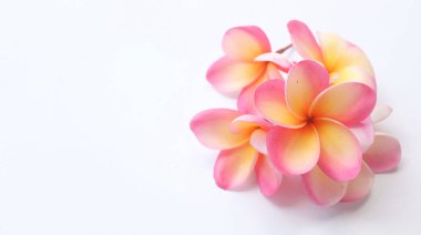 fotokopi alanı ve üst manzara demeti Pembe Frangipani ya da plumeria, Ağaç spa çiçekleri beyaz bir arkaplan üzerinde parlak renkli çiçek açarlar