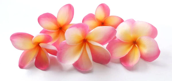  Pembe Frangipani ya da plumeria buketi, Ağaç spa çiçekleri, beyaz bir arka planda parlak renkli çiçek açarlar.