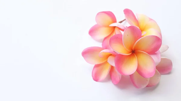 Espaço Cópia Vista Superior Buquê Frangipani Rosa Plumeria Flores Spa — Fotografia de Stock