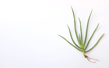 Boşluğu kopyala Taze yeşil aloe vera bitkisi Kökleri beyaz arkaplanda izole