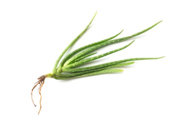 Üst ve düz yeşil aloe vera bitkisi beyaz arkaplanda izole edilmiş kökleri ile uzanır