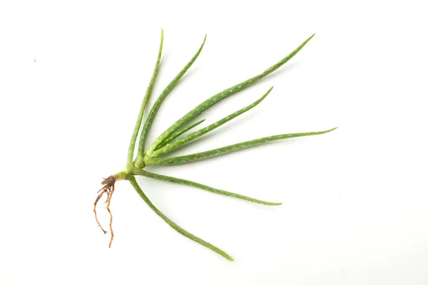 Üst ve düz yeşil aloe vera bitkisi beyaz arkaplanda izole edilmiş kökleri ile uzanır
