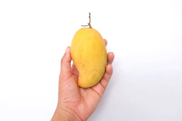 Frau Hält Süße Gelbe Reife Mango Auf Weißem Hintergrund — Stockfoto