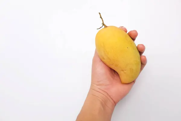 女性の手は白い背景に甘い黄色熟したマンゴーの香りを保持 — ストック写真