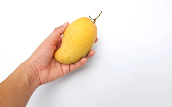 Frau Hält Süße Gelbe Reife Mango Auf Weißem Hintergrund — Stockfoto