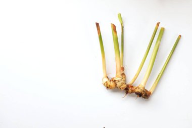 Beyaz arka planda izole edilmiş taze galangal rizomları kopyala. Tayland bitkileri..