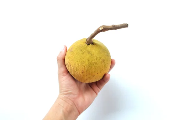 Mulher Mão Segurando Uma Fruta Santolor Sentul Madura Sandoricum Koetjape — Fotografia de Stock