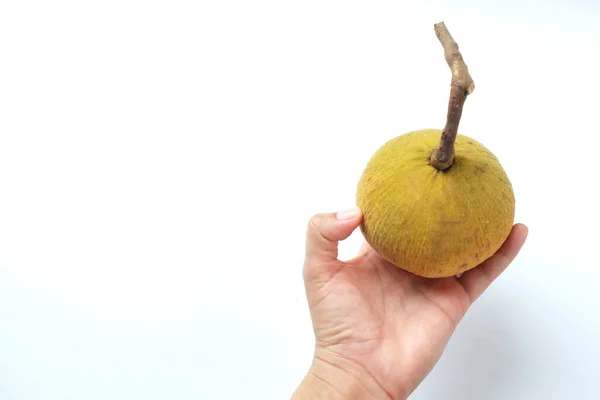 Cópia Espaço Mulher Mão Segurando Maduro Santolor Sentul Frutas Sandoricum — Fotografia de Stock