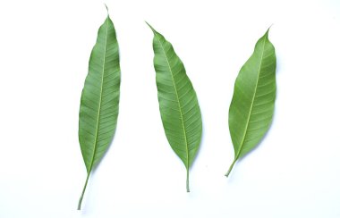 Üç taze yeşil mango yaprağı, beyaz arka planda yaprak yalıtımı. Botanik ve mango yapraklarının doğal özellikleri kavramı