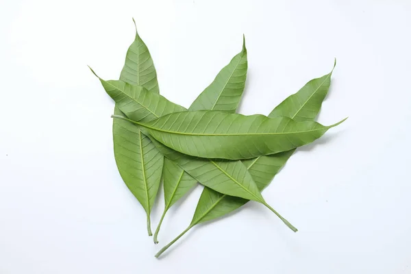 Fresh green mango leaves,leaf isolate on white background. Concept of the botany and natural characteristics of mango leaves