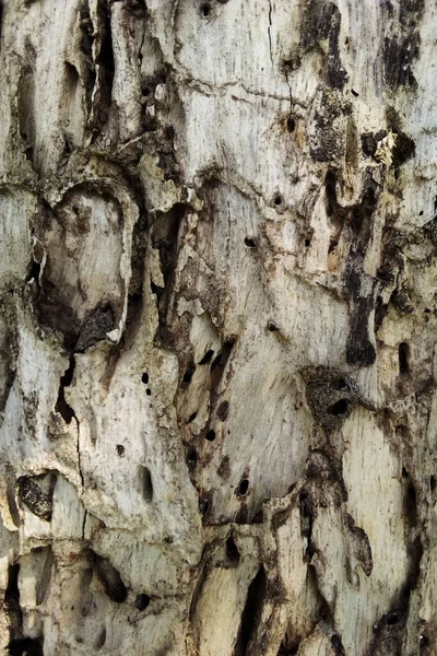 Embossed Texture Brown Bark Tree — Stock Photo, Image