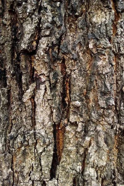 Superficie Rugosa Madera Vieja — Foto de Stock