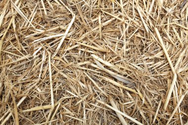  Arka plan ya da duvar kağıdı için kuru kahverengi çimenler. sarı saman dokusu