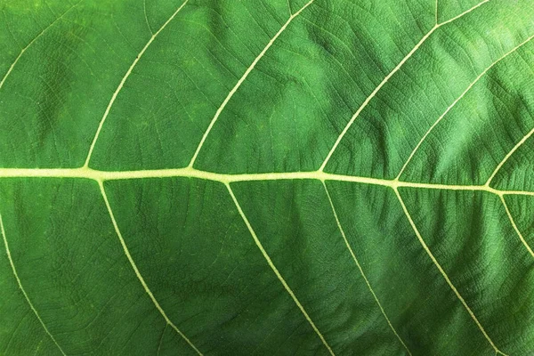 Texturované Zelené Listy Zblízka Extrémní Pozadí Textury Zelených Listových Žil — Stock fotografie