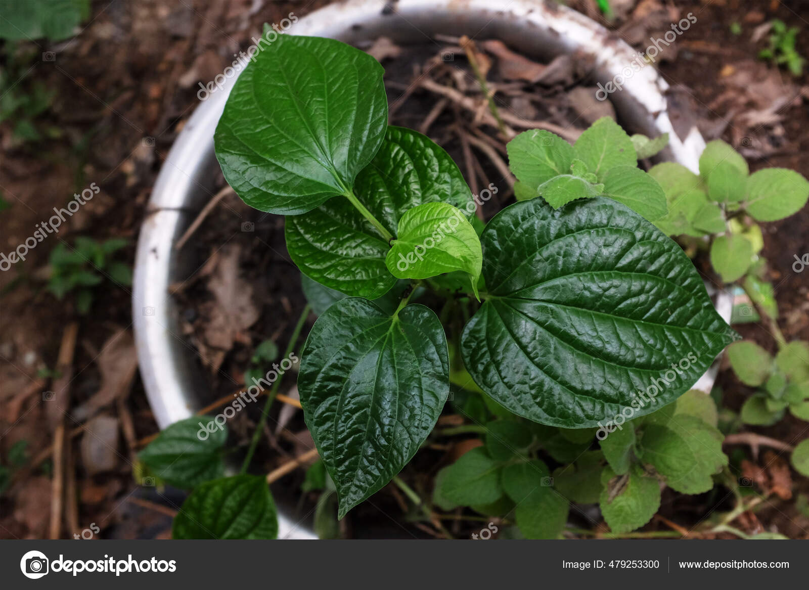 daun kaduk in english