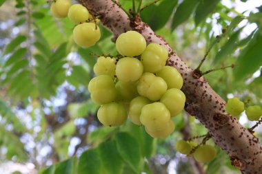 Ön bahçeye bir yıldız bektaşi üzümü (phyllanthus acid) ekilmiş, uğurlu bir meyve