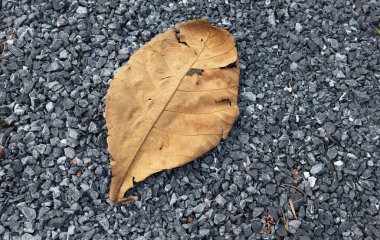 Düz, kuru, kurumuş yapraklar ağaçtan granit zemine düştü..