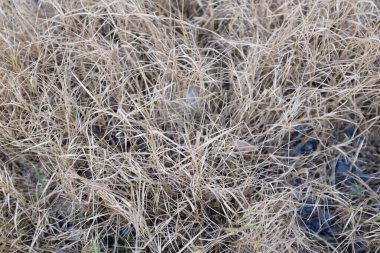 Yarı kesilmiş ve yeşil yapraklı bir grup taze organik tatlı meyve, sapodilla eriği, sapota (l) p. royen), sapodilla, sawo beyaz zemin üzerinde izole edilmiş.