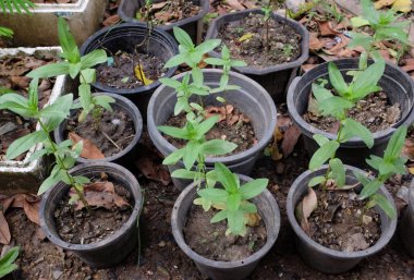 Üst ve düz bir çiçek fideleri (zinnia ihlali) yeni büyüyen zinnia ağacı uzanır. Genç zinnia çiçeği ağacı.