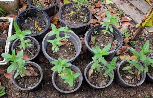 Üst ve düz bir çiçek fideleri (zinnia ihlali) yeni büyüyen zinnia ağacı uzanır. Genç zinnia çiçeği ağacı.