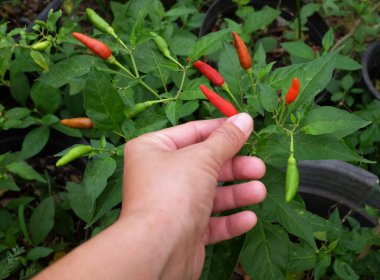 Genç Asyalı kız elinde taze çiğ organik (Capsicum frutescens Linn)