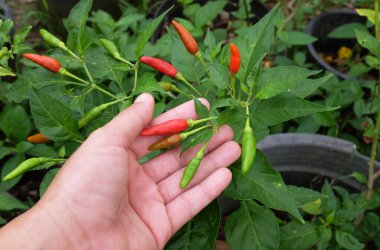 Genç Asyalı kız elinde taze çiğ organik (Capsicum frutescens Linn)