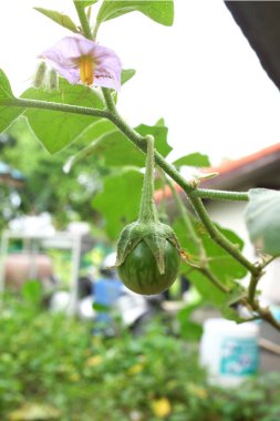Ağaçlara asılı bir ham (solanum xanthocarpum) kapat
