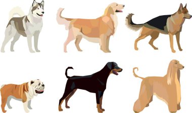 Altı popüler köpek cinsinin vektör görüntüsü: Husky, Golden Retriever, German Shepherd, Doberman, Afghan Hound, Bulldog. İzole edilmiş arkaplan, yazdırması ya da büyütmesi kolay.