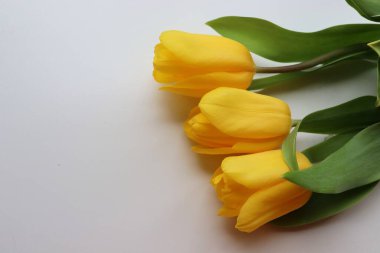 8 Mart 'ta kadınların sarı laleleri