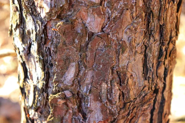 Bark from an old tree in the forest