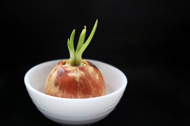 Pencerede yeşil soğan yetiştir