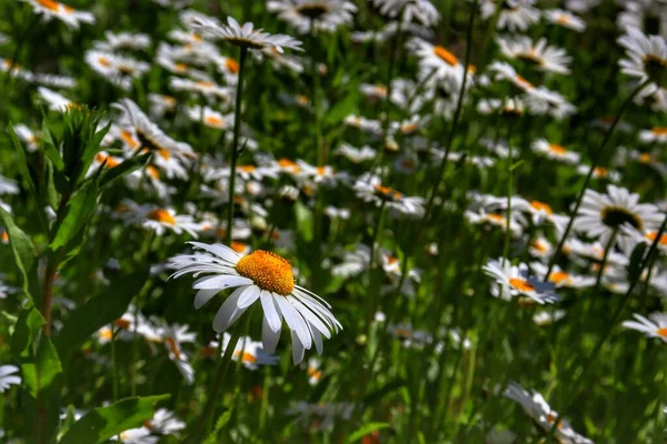 Viele Weiße Gänseblümchen Auf Der Wiese — Stockfoto