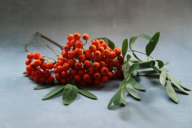 Dağ külünün güzel bir dalı süzülüyor