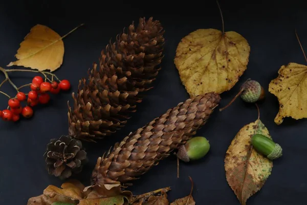 Forest Autumn Gifts Table — Stock Photo, Image