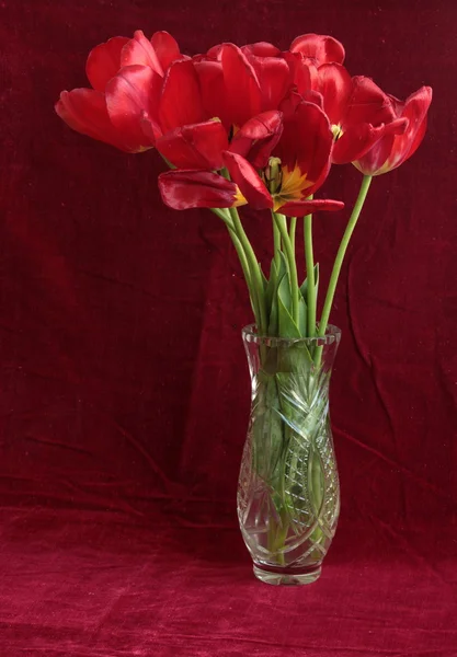 Tulipes rouges — Photo