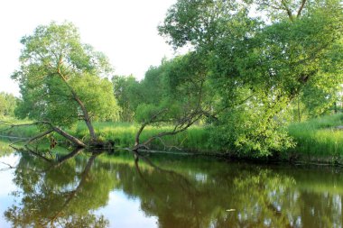 gölet ile yaz peyzaj
